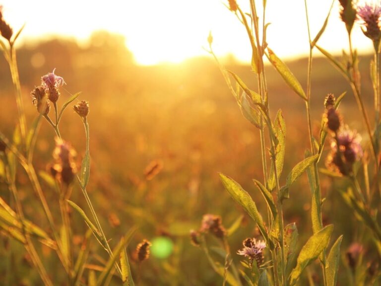 Wildflowers and tall grass in a field are illuminated by golden sunlight at sunset or sunrise, with a blurred background.