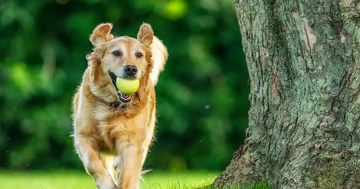 Golden retriever running on grass with a tennis ball in its mouth, near a tree, with a blurred green background.