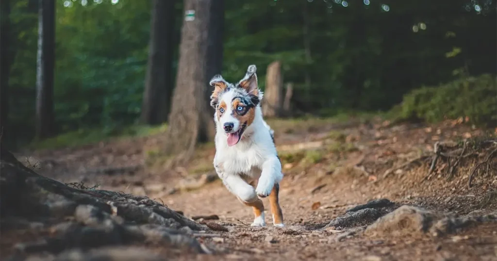 An energetic dog with a white, black, and brown coat is running along a dirt path in a forested area, surrounded by trees and greenery.